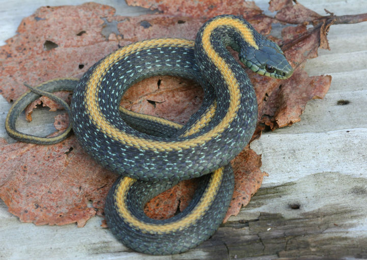 Santa Cruz Garter Snake